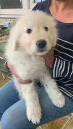 MAREMMA REUTJE, Dieren en Toebehoren, Honden | Herdershonden en Veedrijvers, België, Particulier, Rabiës (hondsdolheid), Reu