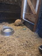 Lief mannetjes konijn zoekt huisje met voedster, Dieren en Toebehoren, Mannelijk, Overige soorten