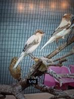 T.k. mooie jongen koppels harlekijn kanaries 2025 jan, Dieren en Toebehoren, Vogels | Kanaries, Meerdere dieren, Kleurkanarie