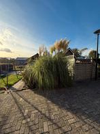 Pampas gras, Ophalen, Siergrassen, Volle zon