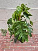 Epipremnum pinnatum Albo Variegata p19 h80 (3), Ophalen of Verzenden, Overige soorten, Minder dan 100 cm