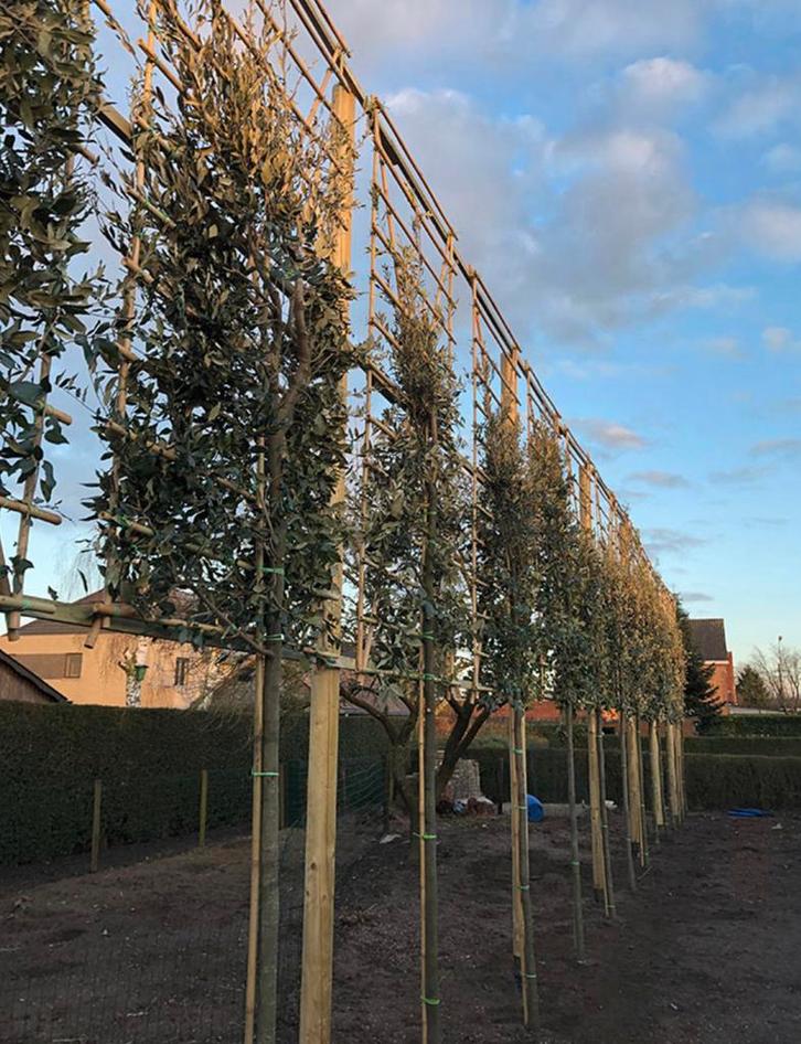 Leibomen ACTIE! Leiboom Steeneik - Quercus ilex, Tuin en Terras, Planten | Struiken en Hagen, Ophalen of Verzenden