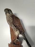 Opgezette torenvalk, Ophalen of Verzenden, Zo goed als nieuw, Vogel, Opgezet dier