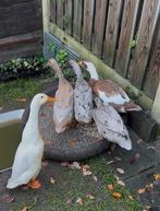 Trio indische loopeenden, Dieren en Toebehoren, Pluimvee, Meerdere dieren, Eend