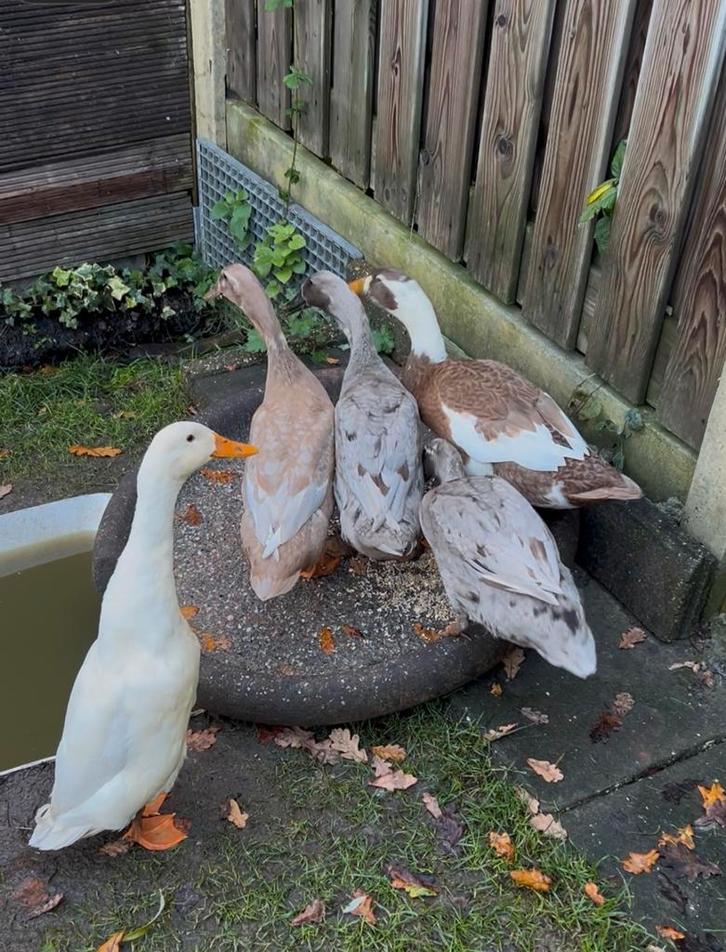Trio indische loopeenden, Dieren en Toebehoren, Pluimvee, Eend, Meerdere dieren
