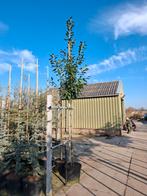 groenblijvende bomen of leiboom prunus novita, Tuin en Terras, Planten | Bomen, Ophalen, In pot, Volle zon