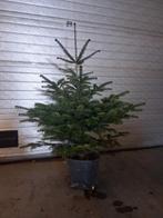 Nordman kerst bomen, Diversen, Ophalen