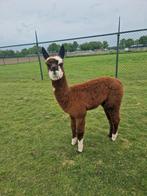 Saartje alpaca merrie veulen 18.3.2025, Vrouwelijk, Na 1 juli 2024