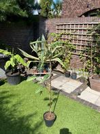 Albizia lophanta slaapboom, Tuin en Terras, Planten | Bomen, Ophalen of Verzenden, Volle zon, Overige soorten