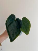 Anthurium Luxurians x Crystallinum, Huis en Inrichting, Kamerplanten, Ophalen, Halfschaduw, Minder dan 100 cm