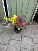 Japanse esdoorn, Tuin en Terras, Planten | Tuinplanten, Ophalen, Bloeit niet, Overige soorten, Halfschaduw