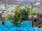 Guppies, Dieren en Toebehoren, Vis