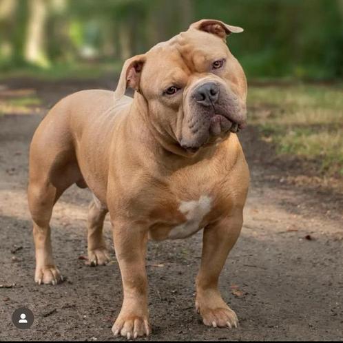 American Bully Dekreu ABKC Stamboom, Dieren en Toebehoren, Honden | Dekreuen, Reu, Particulier, Eén hond, Nederland, 3 tot 5 jaar