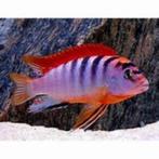 labidochromis hongi red top €10,95, Vis, Zoetwatervis