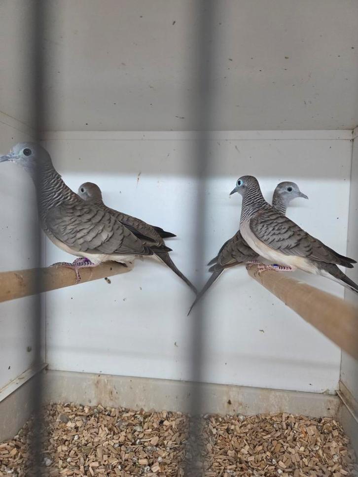 Vele tropische duiven, Dieren en Toebehoren, Vogels | Duiven, Overige soorten, Meerdere dieren