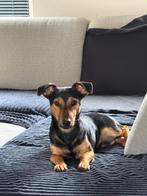 Jack Russel Dekreu, Jack Russell Terriër, Reu, 1 tot 2 jaar, Eén hond
