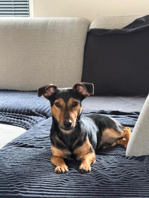 Jack Russel Dekreu, Dieren en Toebehoren, Honden | Jack Russells en Terriërs, Reu, Jack Russell Terriër, Particulier, Eén hond