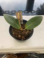 Hoya soligamiana, Ophalen of Verzenden, Halfschaduw, Minder dan 100 cm