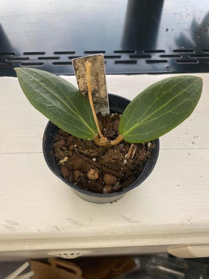 Hoya soligamiana, Huis en Inrichting, Kamerplanten, Minder dan 100 cm, Halfschaduw, Ophalen of Verzenden