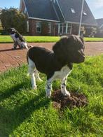 Fries stabij reutje, Rabiës (hondsdolheid), 8 tot 15 weken, Eén hond, Nederland