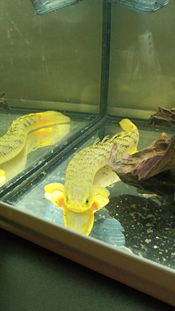 Polypterus palmas beschikbaar voor biedingen
