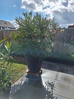 oleander ruim 2 meter, Tuin en Terras, Planten | Bomen, In pot, Zomer, Overige soorten, Volle zon