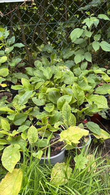 Smeerwortel plantjes beschikbaar voor biedingen