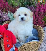 Leuke boomer pups te koop!, Dieren en Toebehoren, Honden | Chihuahua's en Gezelschapshonden, Overige rassen, CDV (hondenziekte)