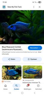!GEZOCHT! Aulonocara Nyassae Blue, Dieren en Toebehoren, Vis, Zoetwatervis
