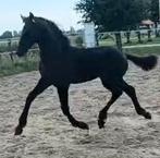 Fries hengstveulen te koop, Dieren en Toebehoren, Hengst, Niet van toepassing, Minder dan 160 cm, 0 tot 2 jaar