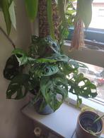 Verschillende Monstera stekjee, Huis en Inrichting, Kamerplanten, Ophalen, Overige soorten, Minder dan 100 cm