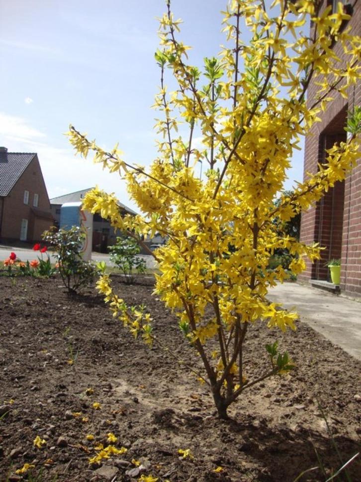 Forsythia, Tuin en Terras, Planten | Struiken en Hagen, Struik, Overige soorten, Minder dan 100 cm, Ophalen