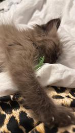 raszuivere ragdoll kittens MOGEN METEEN WEG, Dieren en Toebehoren, Katten en Kittens | Raskatten | Langhaar, Meerdere dieren, Gechipt