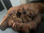 Rhodesian Ridgeback pups te koop ( reutjes), Dieren en Toebehoren, Rabiës (hondsdolheid), Overige rassen, 8 tot 15 weken, Meerdere