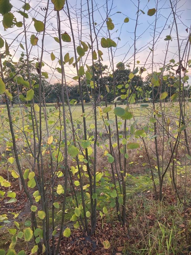 Hazelaar Biologische Teelt, Tuin en Terras, Planten | Bomen, Overige soorten, 100 tot 250 cm, Volle zon, Bloeit niet, In pot, Ophalen