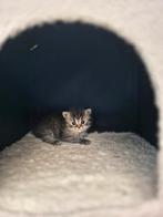Britse korthaar en langhaar kittens, Dieren en Toebehoren, Katten en Kittens | Raskatten | Korthaar, Meerdere dieren, Ontwormd
