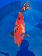 Dainichi showa 65 a 70cm, Dieren en Toebehoren, Vissen | Vijvervissen, Karper of Koi