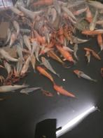 Koi karpers, Karper of Koi