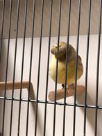 Kanarie Gloster man, Dieren en Toebehoren, Vogels | Kanaries, Mannelijk, Postuurkanarie