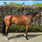 SPOED GEZOCHT springpaarden van 3 tot 13 jr, Ruin, 170 tot 175 cm, Springpaard, 7 tot 10 jaar