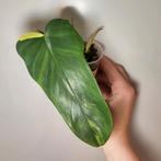 Philodendron Violin Variegata Stek met Wortels, Huis en Inrichting, Kamerplanten, Overige soorten, Minder dan 100 cm, Groene kamerplant