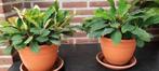 Jewel of Madagascar stekjes
[Euphorbia Leuconeura], Tuin en Terras, Planten | Tuinplanten, Ophalen, Zomer, Overige soorten