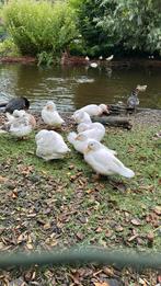Witte kwakers aangeboden broed 2025, Dieren en Toebehoren, Pluimvee, Meerdere dieren