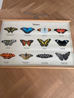 Schoolplaat Vlinders/bloemen, Ophalen, Natuur en Biologie