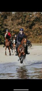 Gezocht: verzorgpony~verzorgpaard~bijrijden, Dieren en Toebehoren, Paarden en Pony's | Verzorgingsproducten, Ophalen of Verzenden