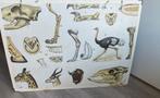 Vintage Schoolplaten - Dieren & Afrika, Antiek en Kunst, Antiek | Schoolplaten, Ophalen of Verzenden, Natuur en Biologie