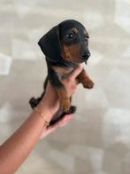 BLACK-TAN dwerg teckel teefjes!, Dieren en Toebehoren, Honden | Teckels en Dashonden, Rabiës (hondsdolheid), 8 tot 15 weken, Korthaar