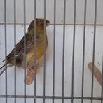 Kanarie, Dieren en Toebehoren, Mannelijk, Kleurkanarie