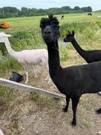 4 alpaca merries, Dieren en Toebehoren, Overige Dieren, Vrouwelijk, Voor 1 juli 2024