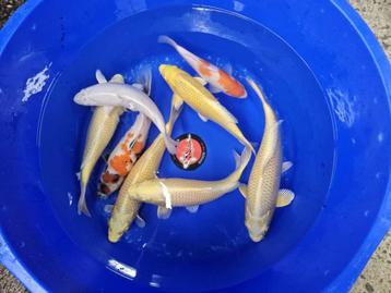 UITVERKOOP Diverse Japanse koi karper | Koikarpers beschikbaar voor biedingen